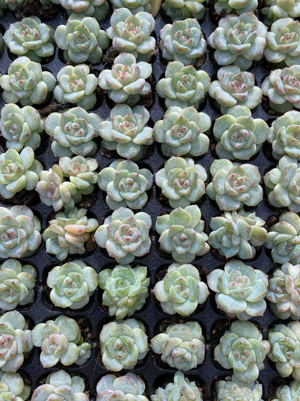 105苗×メイボウ 多肉植物 エケベリア セダム アエオニウム グラプトペタルム 韓国苗 寄せ植え XQS330