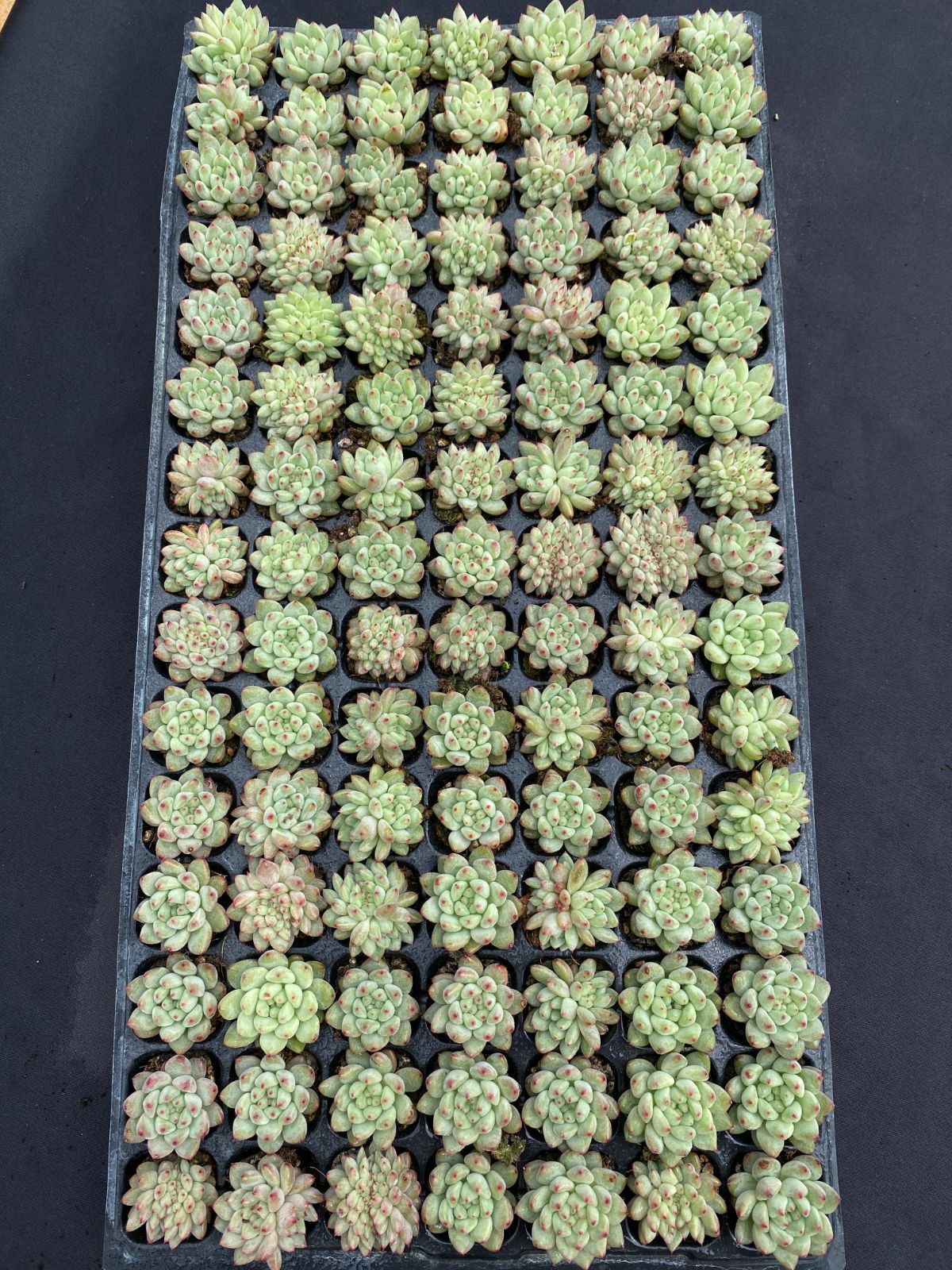 105苗×エンジコウ 多肉植物 エケベリア セダム アエオニウム グラプトペタルム 韓国苗 寄せ植え XQS312