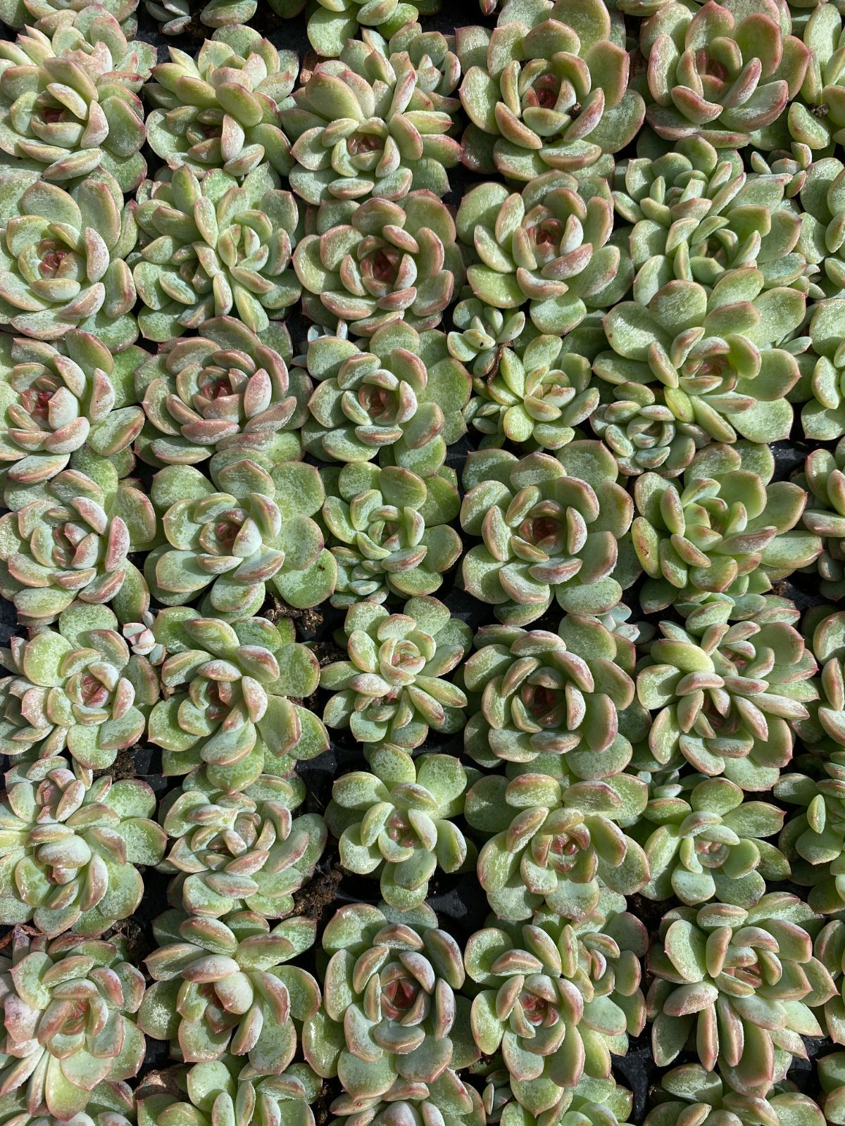 105苗×スイートハートリーテツツイ 多肉植物 エケベリア セダム アエオニウム グラプトペタルム 韓国苗 寄せ植え XQS334