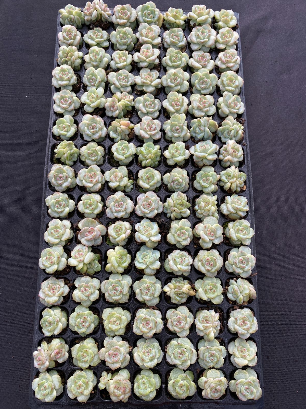 105苗×メイボウ 多肉植物 エケベリア セダム アエオニウム グラプトペタルム 韓国苗 寄せ植え XQS330