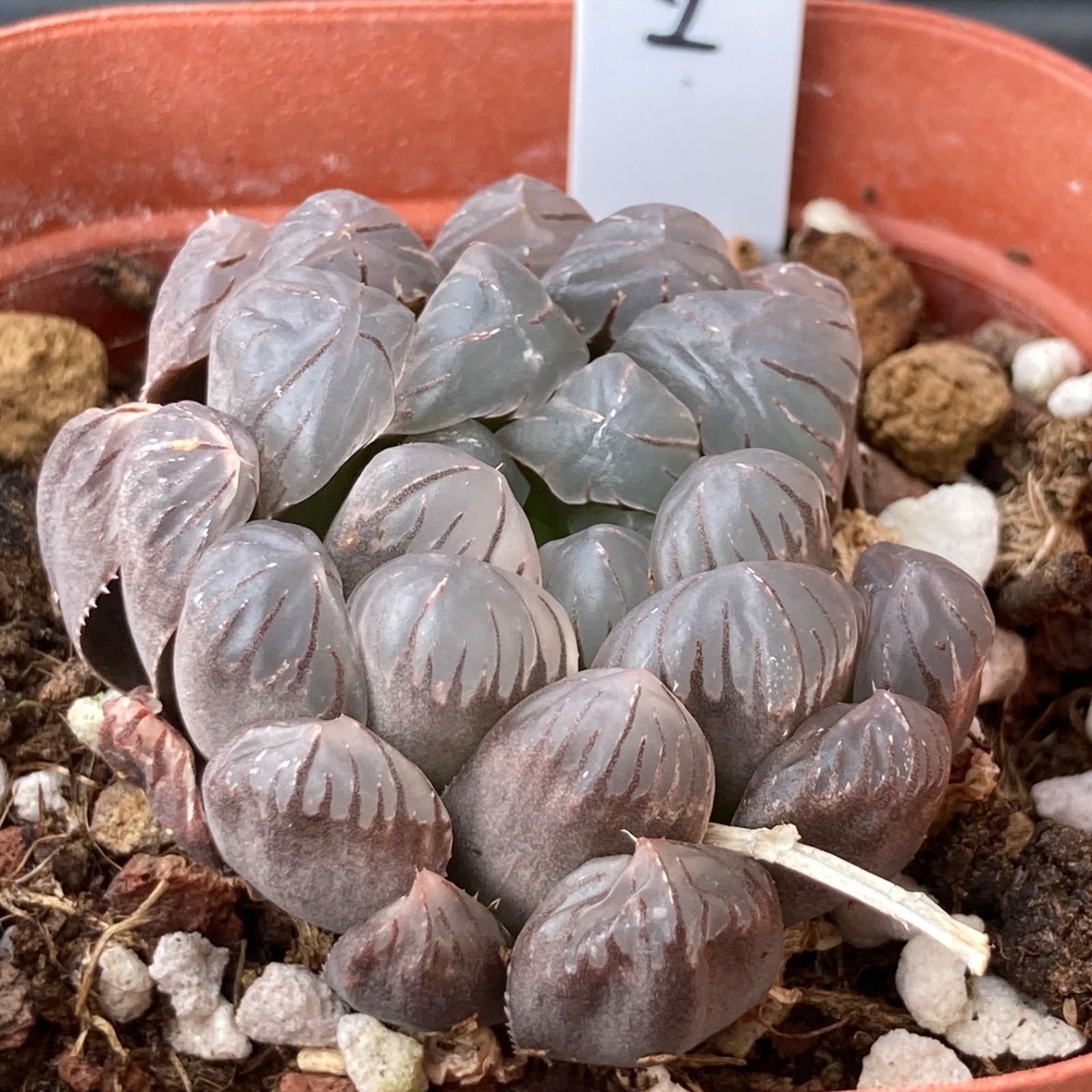 送料込】ハオルチア 韓国苗 ドドソンオブツーサ 多肉植物｜ポコ多肉