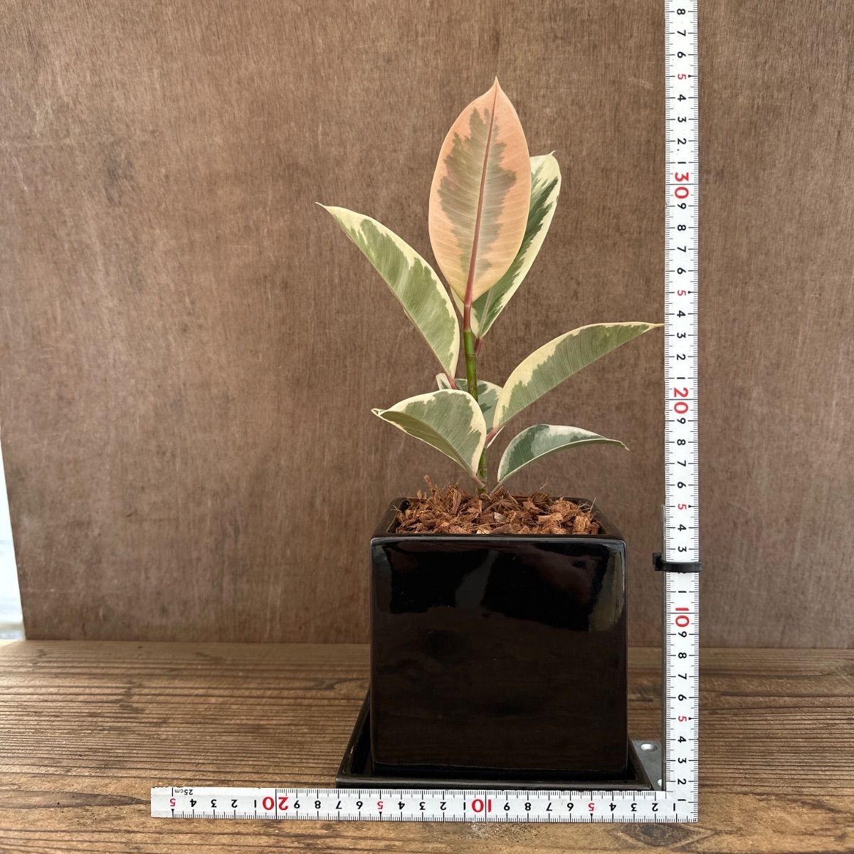 観葉植物 フィカス E. ティネケ 黒鉢 Ficus elastica 'Tineke' 黒陶器