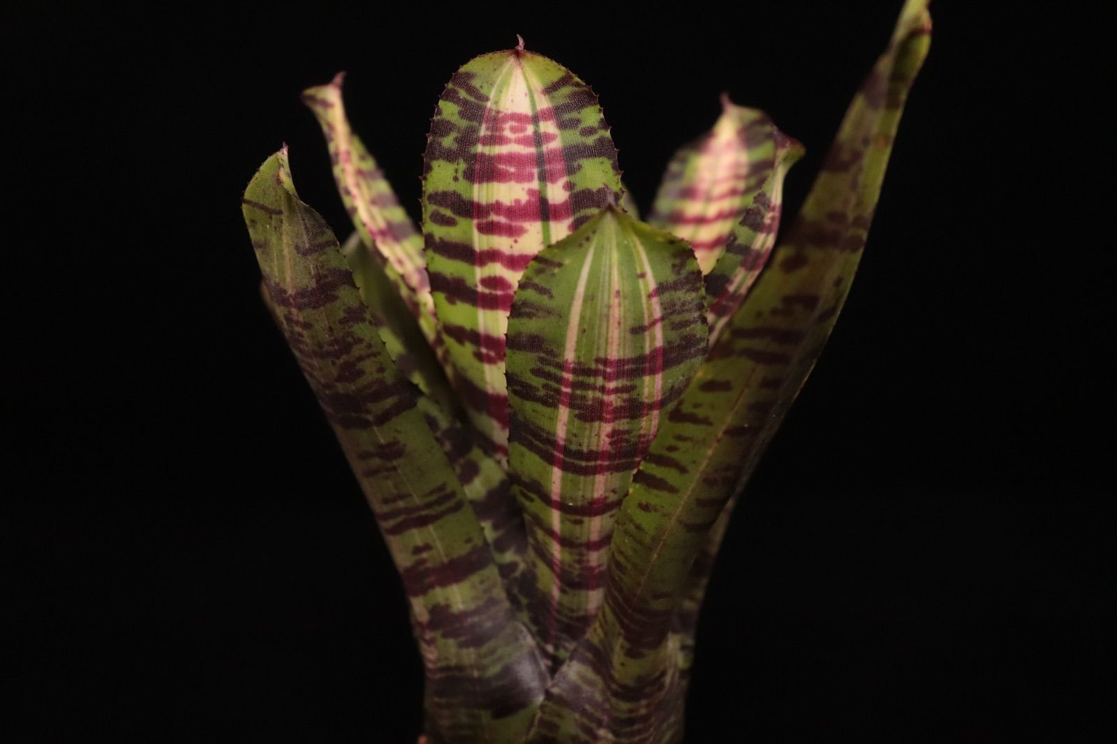 送料無料】Neoregelia 'Crazy Rabbit'〔ネオレゲリア〕現品発送N0630