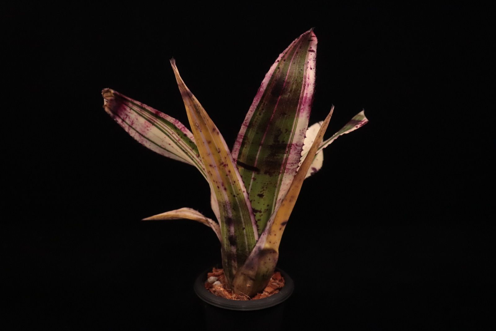 送料無料】Neoregelia 'Pop Rocks'〔ネオレゲリア〕現品発送N0633