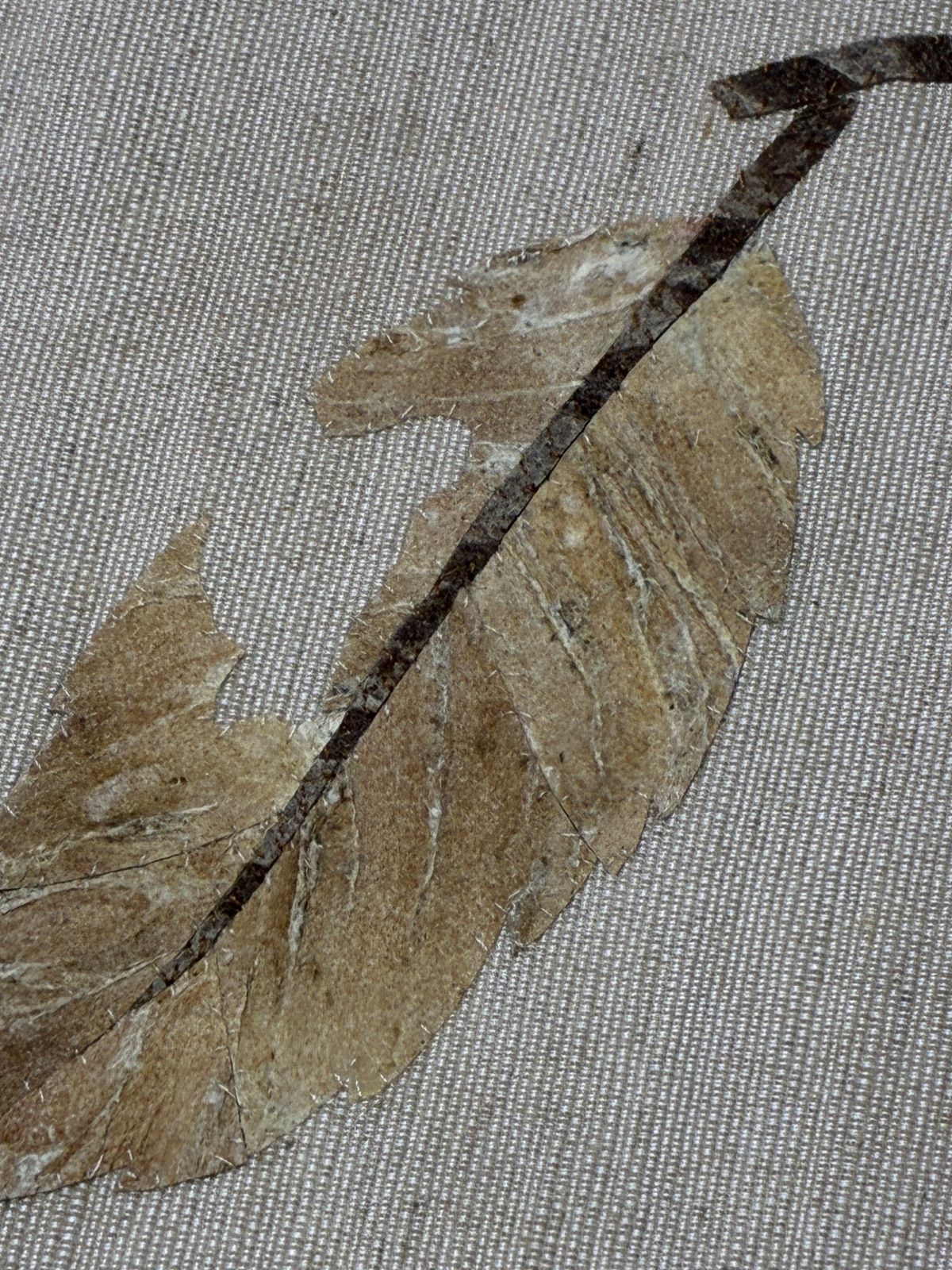 蓑虫 葉っぱに蝉