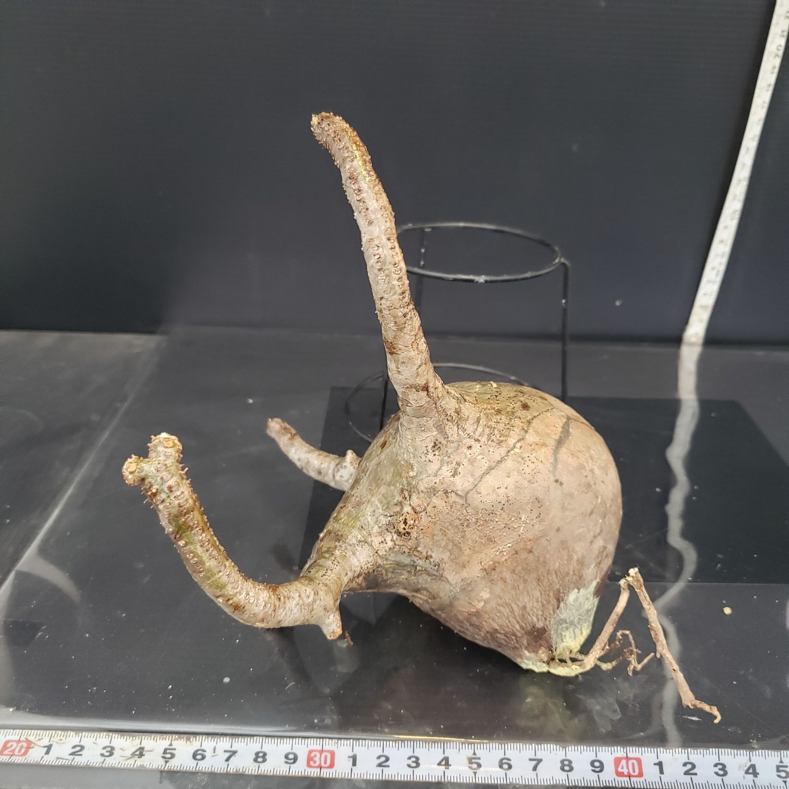 A459【最新到着】Pachypodium グラキリス(M)(現地球・抜き苗 A459【最新到着】Pachypodium グラキリス(M)(現地球・抜き苗