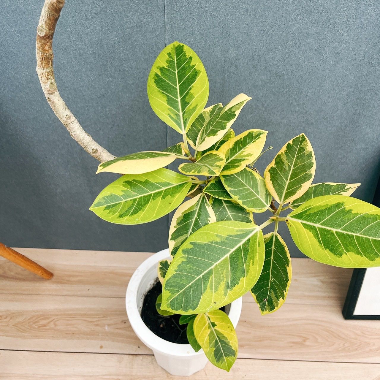 アルテシマ 曲がり