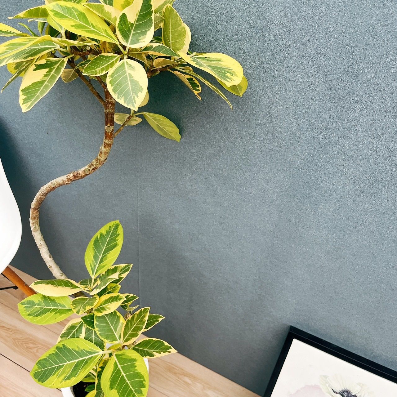 ゴムの木 おしゃれ