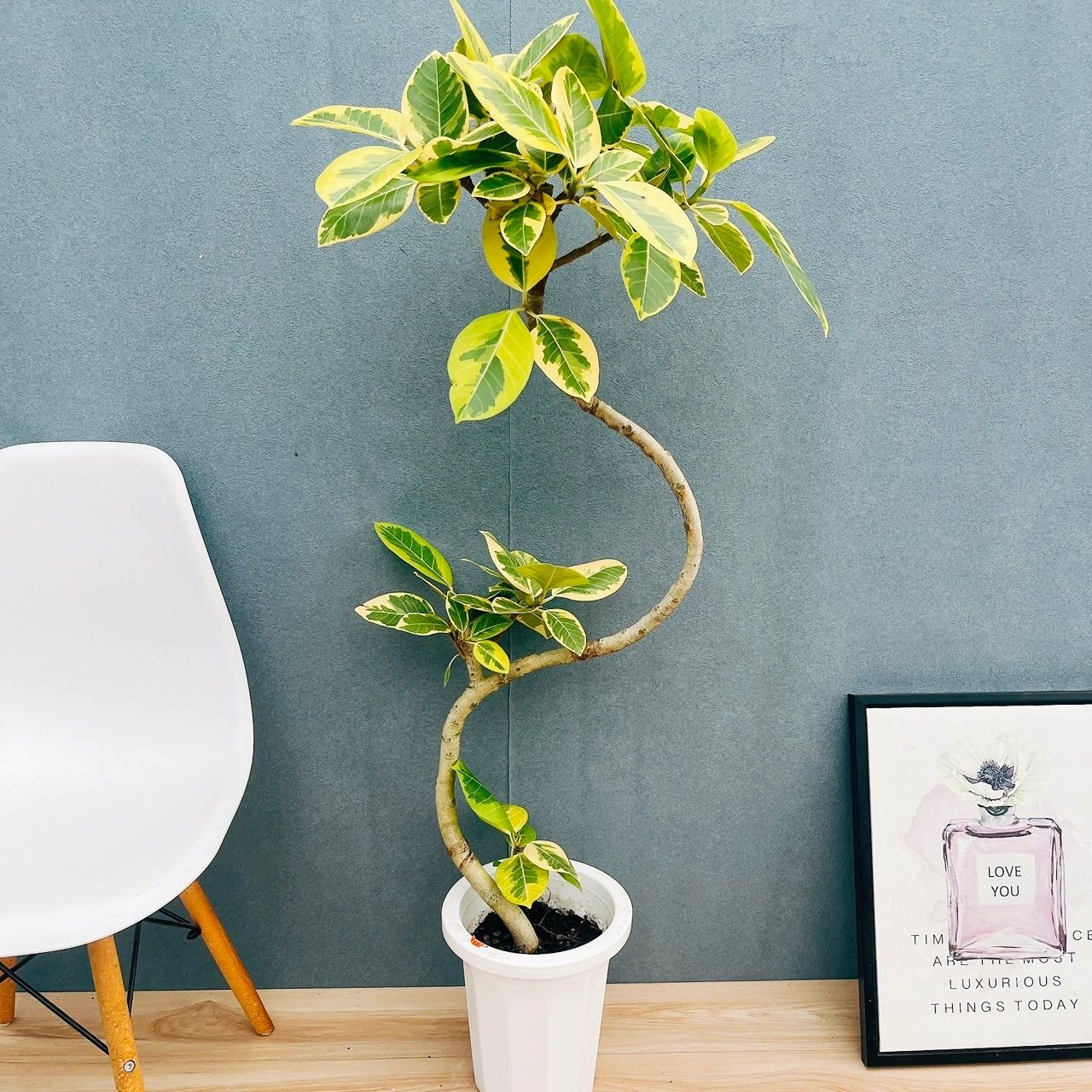 現品 美株 60番 フィカス アルテシマ 曲がり 8号 観葉植物 室内 大型 ゴムの木 おしゃれ かわいい 斑入り