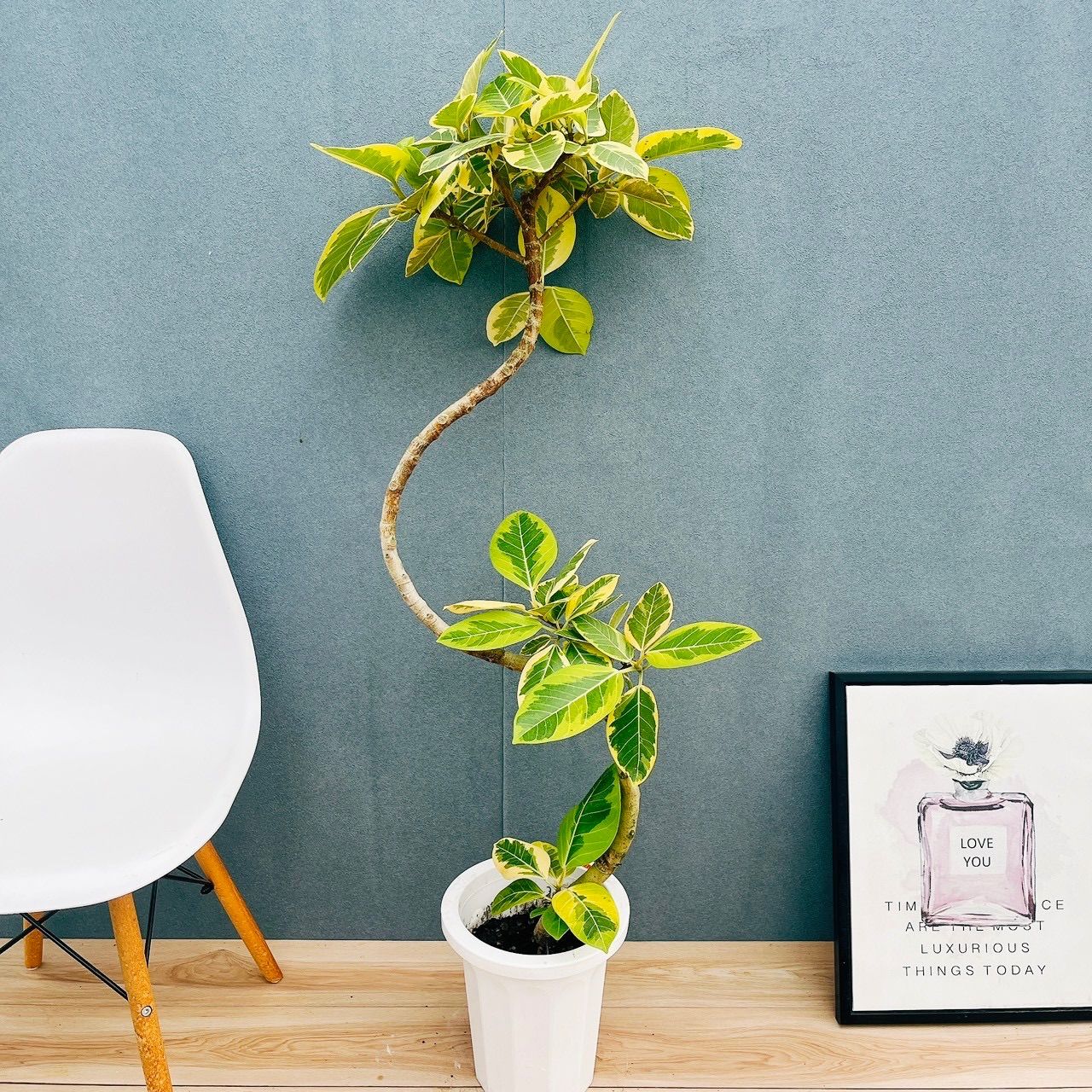 現品 美株 60番 フィカス アルテシマ 曲がり 8号 観葉植物 室内 大型 ゴムの木 おしゃれ かわいい 斑入り