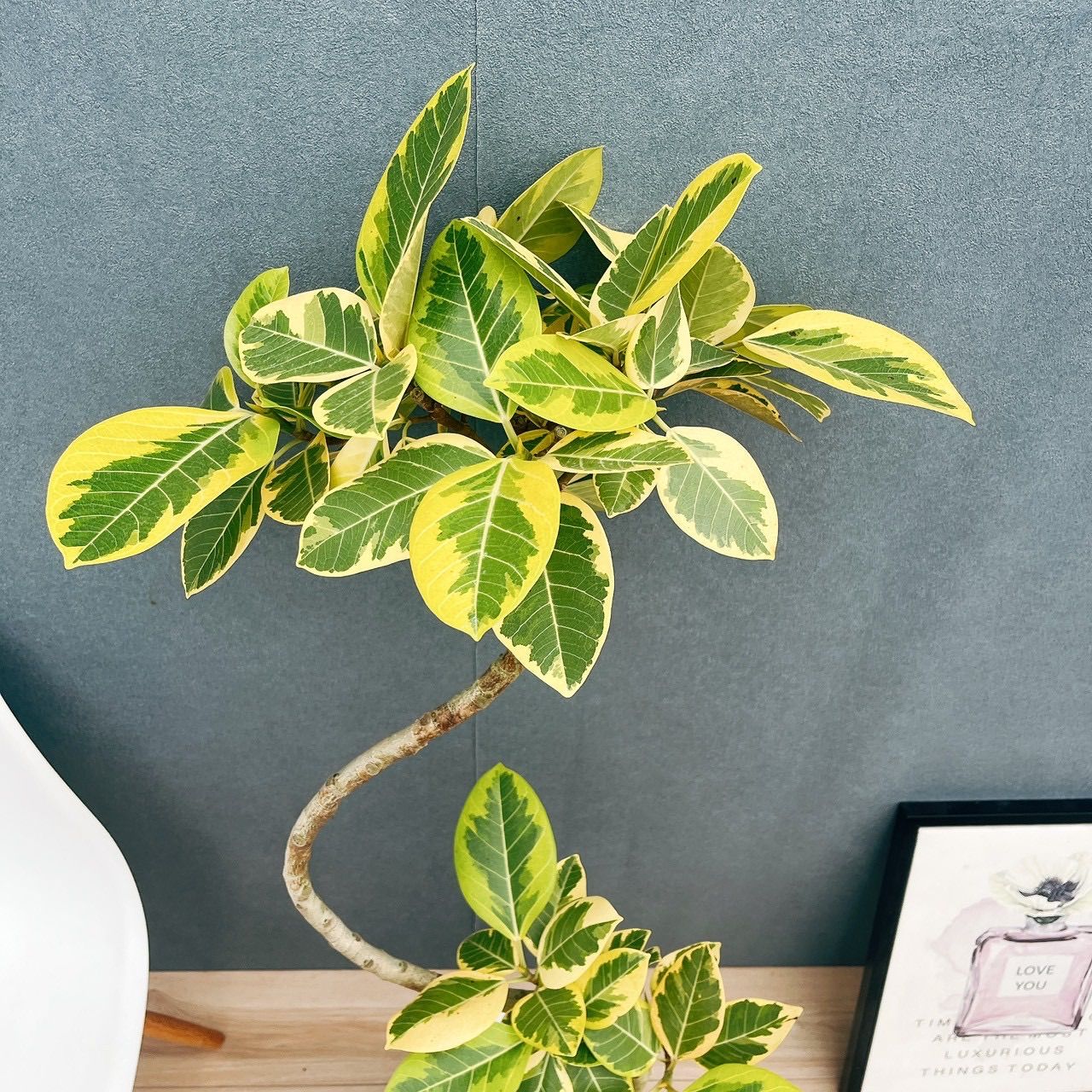 現品 美株 60番 フィカス アルテシマ 曲がり 8号 観葉植物 室内 大型 ゴムの木 おしゃれ かわいい 斑入り WWW_GEBZETESISAT_COM_TR