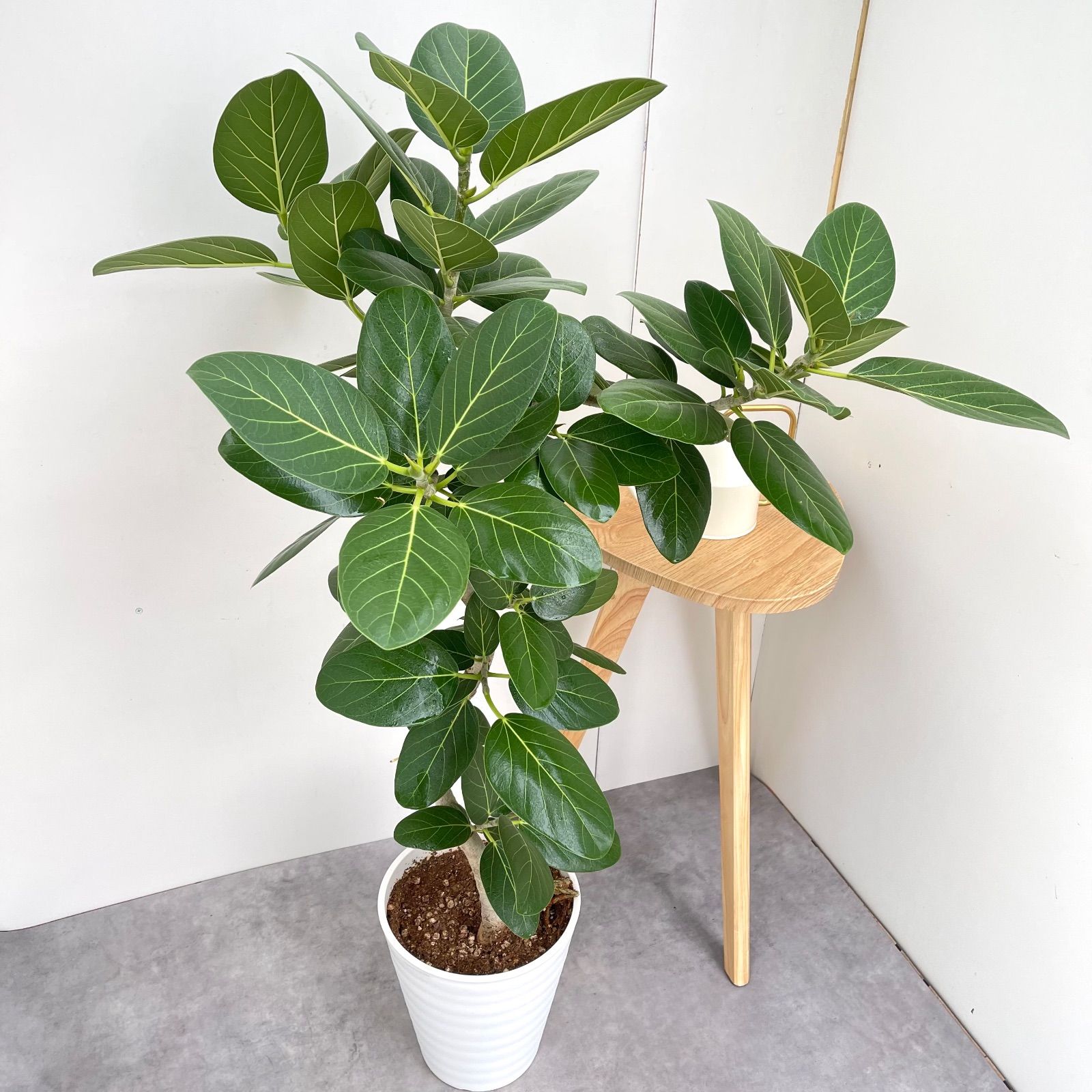 フィカス ベンガレンシス 曲がり 18 現品 観葉植物 大型 室内