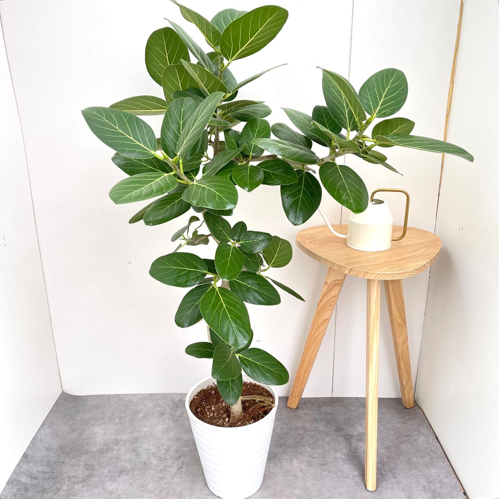 フィカス ベンガレンシス 曲がり 18 現品 観葉植物 大型 室内