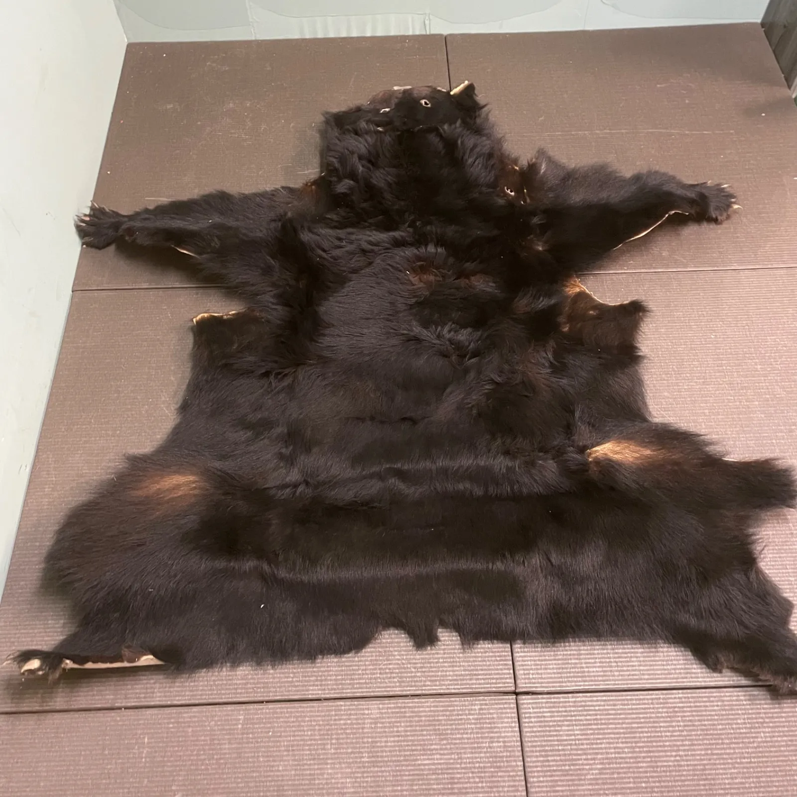 2025年最新】熊剥製の人気アイテム - メルカリ