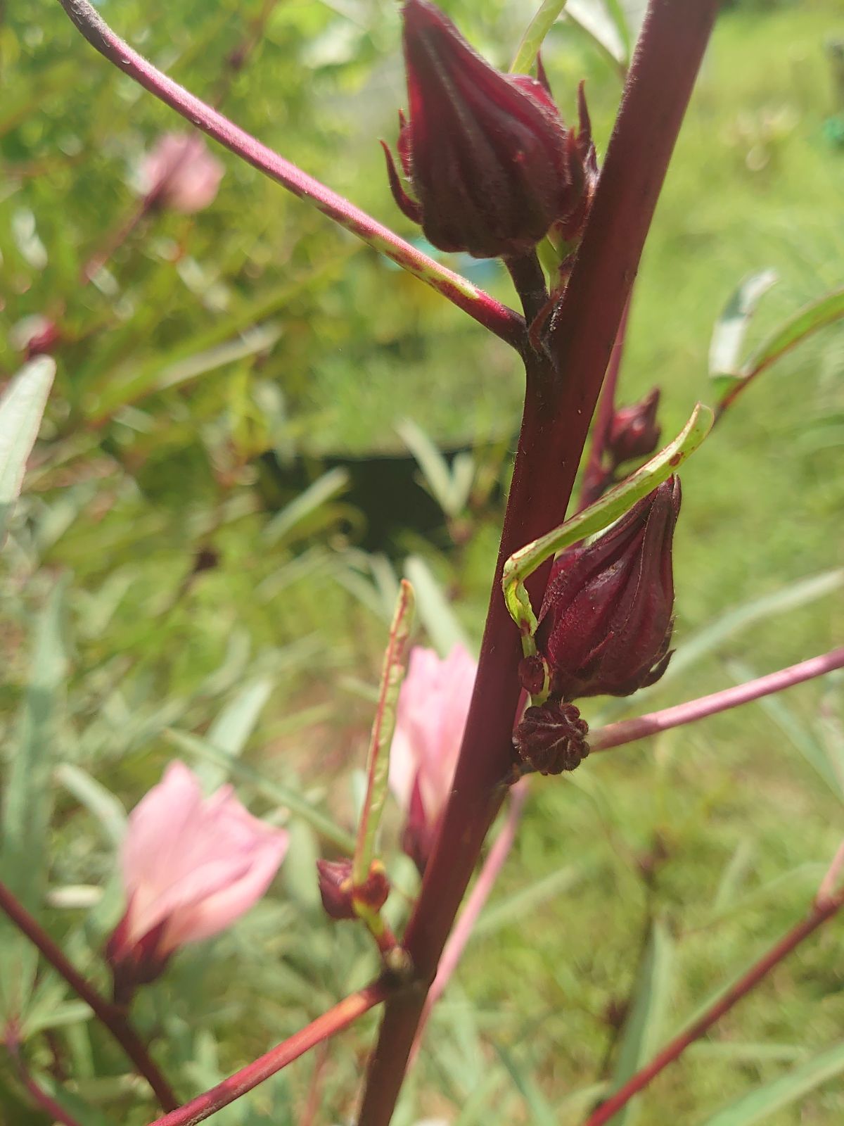 【残りわずか！最終出品間近】沖縄産フレッシュローゼル　10kg 沖縄産フレッシュローゼル 500g 農薬不使用 - メルカリ