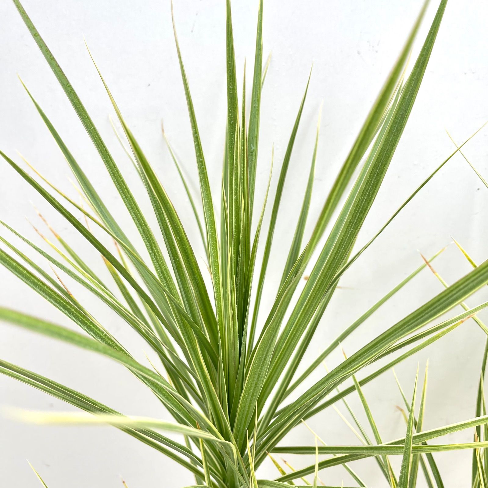 ホワイボリー 現品