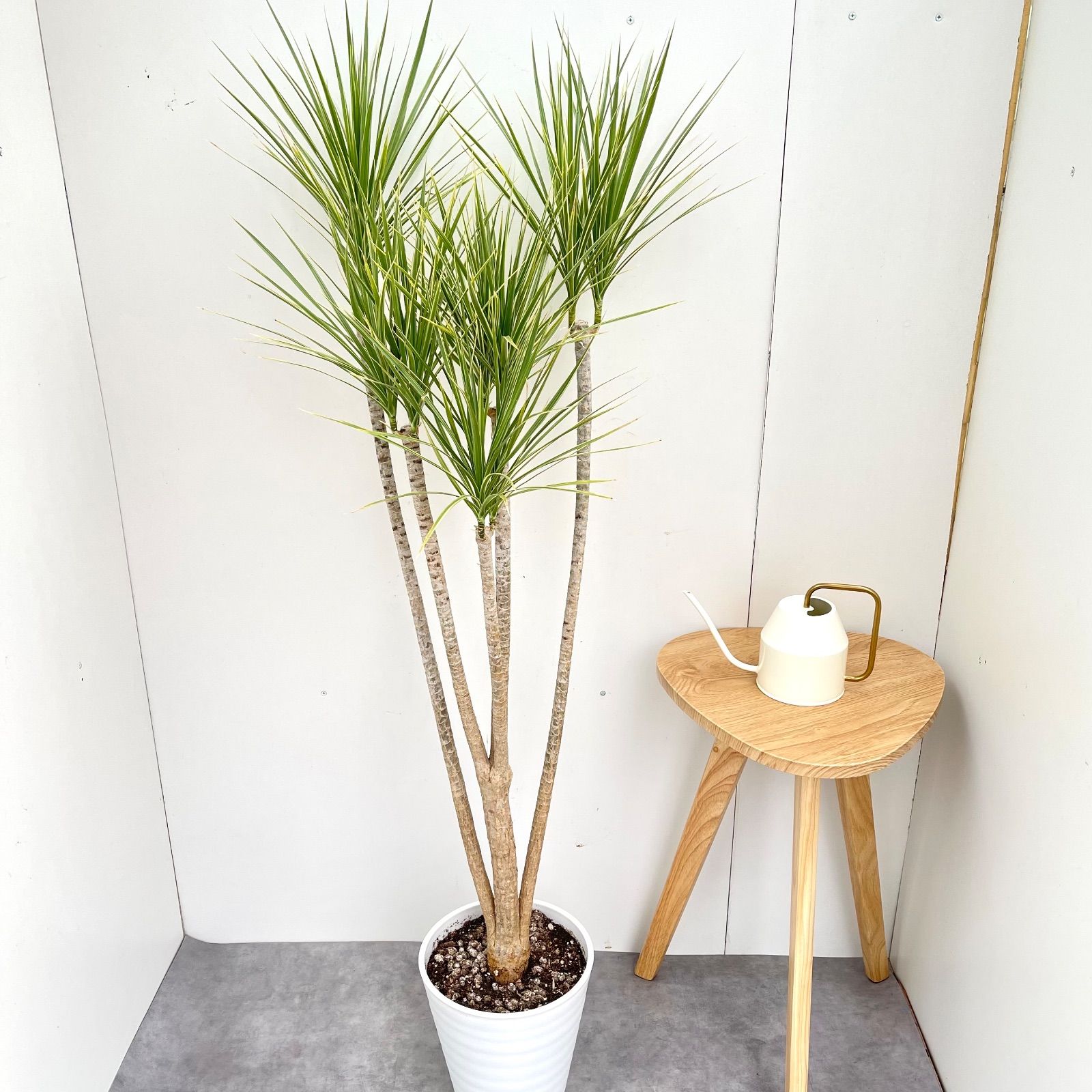 ドラセナ コンシンネ ホワイボリー 現品 観葉植物 室内 大型