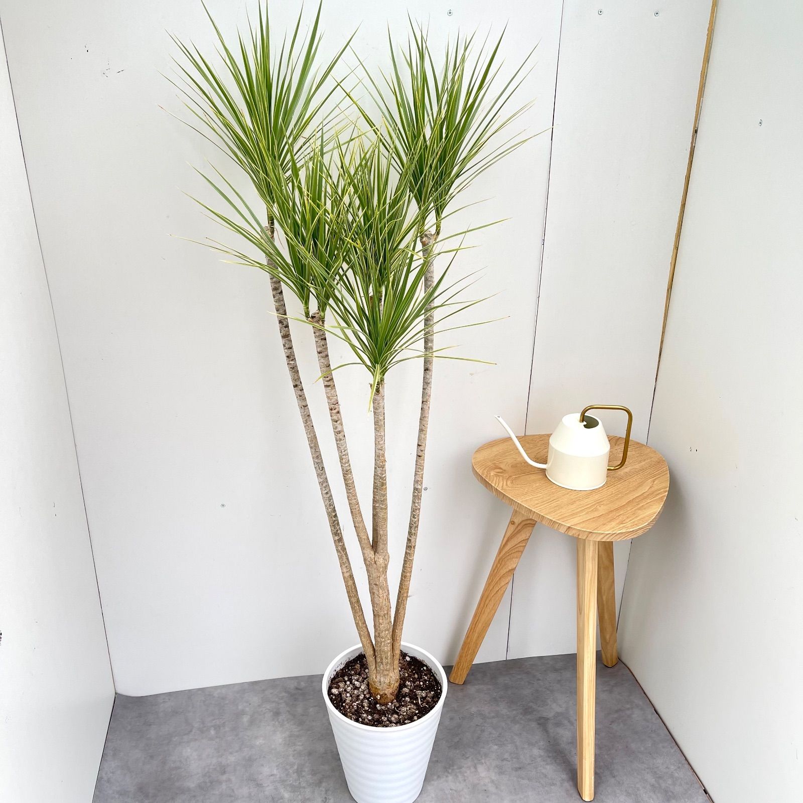 ドラセナ コンシンネ ホワイボリー 現品 観葉植物 室内 大型