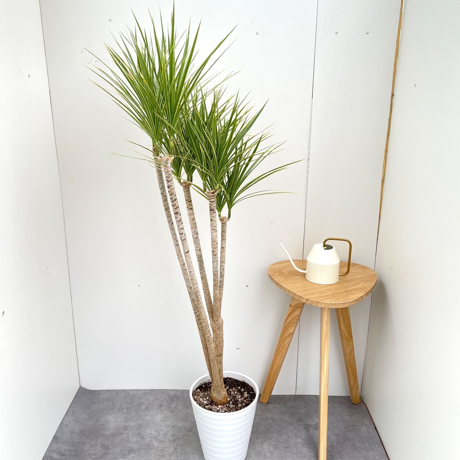  ドラセナ コンシンネ ホワイボリー 現品 観葉植物 室内 大型 その他観葉植物 観葉植物