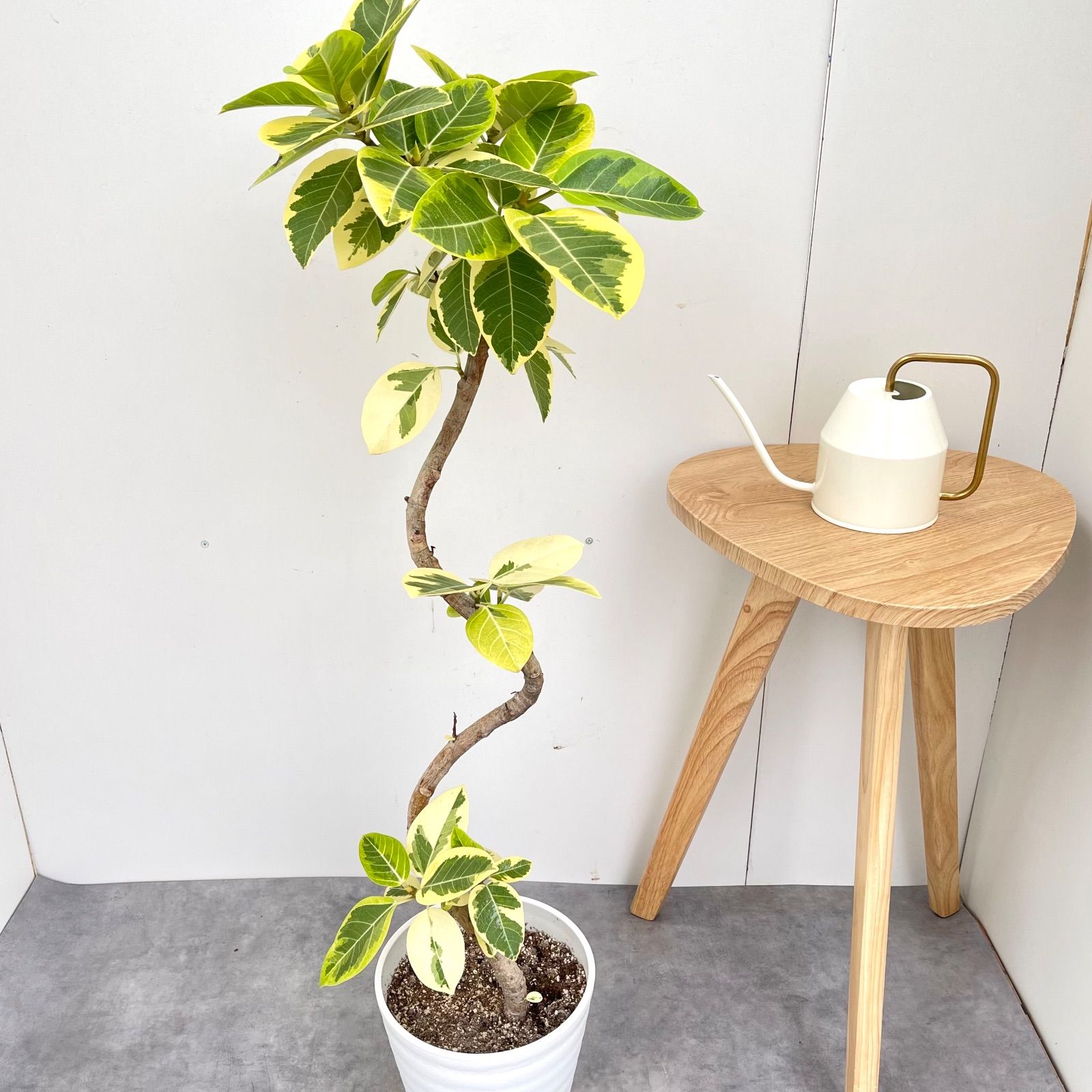 フィカス　アルテシマ　曲がり　2 フィカス アルテシマ 曲がり 2【現品】観葉植物 室内 7号 - メルカリ