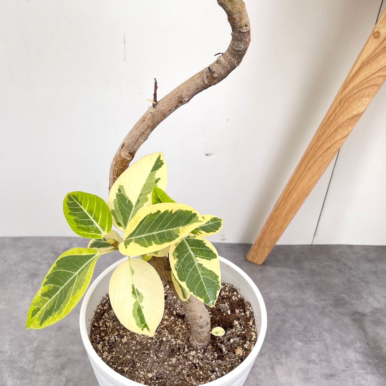 フィカス　アルテシマ 曲がり　2 フィカス アルテシマ 曲がり 2【現品】観葉植物 室内 7号