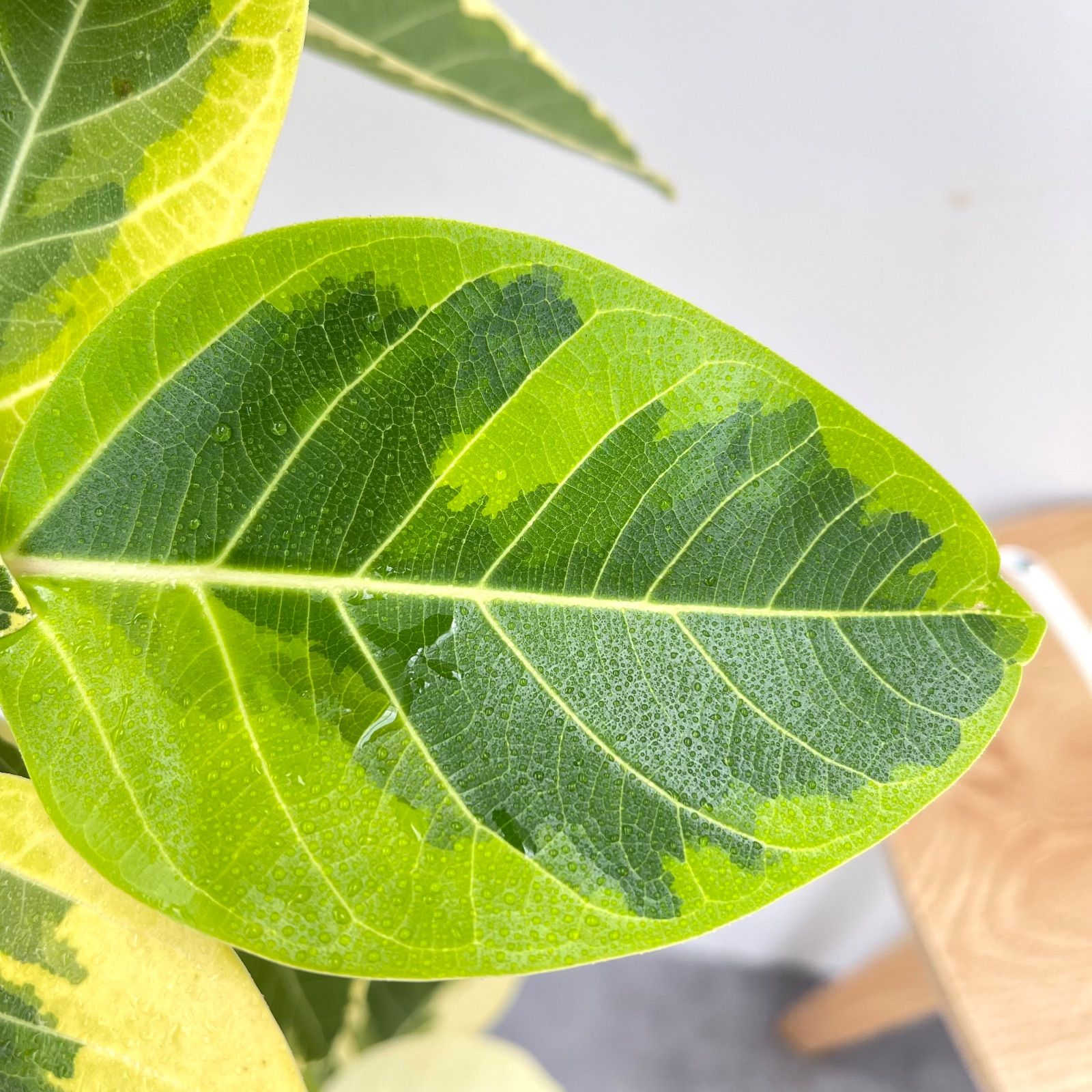 フィカス アルテシマ 曲がり 2【現品】観葉植物 室内 7号