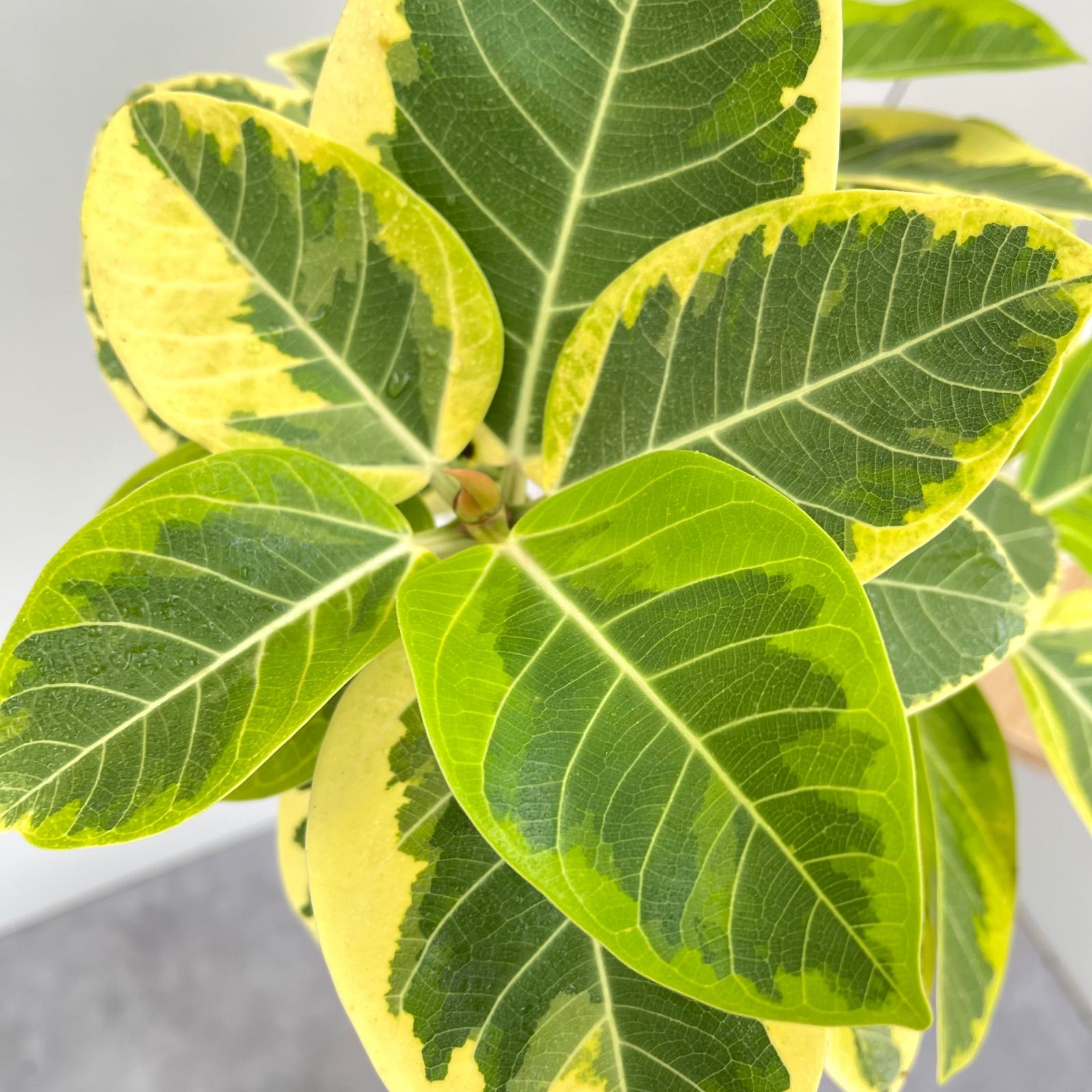 フィカス アルテシマ 曲がり 2【現品】観葉植物 室内 7号