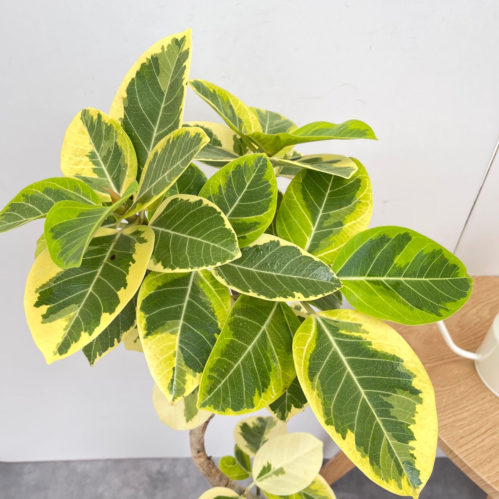 フィカス アルテシマ 曲がり 2【現品】観葉植物 室内 7号 - メルカリ