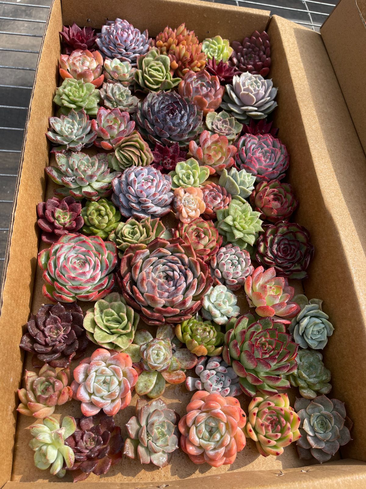 おすすめ 鮮やか＆多種類 カット大苗 約50〜60株 佐川発送予定 多肉植物 韓国苗 エケベリア 詰め合わせ WWW_GEBZETESISAT_COM_TR