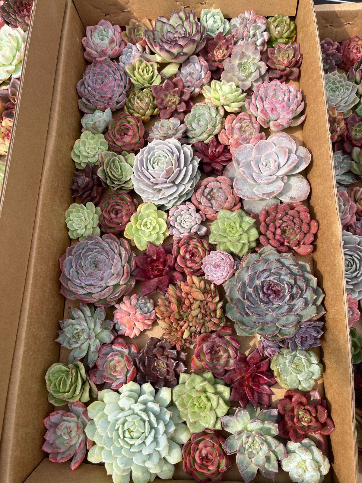 おすすめ 鮮やか&多種類 カット大苗 約50〜60株 佐川発送予定 多肉植物 韓国苗 エケベリア 詰め合わせ