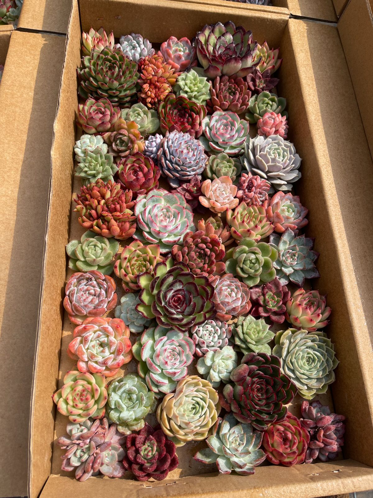 おすすめ 鮮やか＆多種類