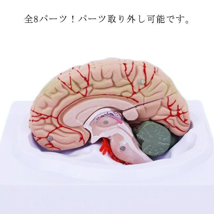 脳模型 独SOMSO社 (ソムソ社) BS25⁄T透明な15分解脳模型