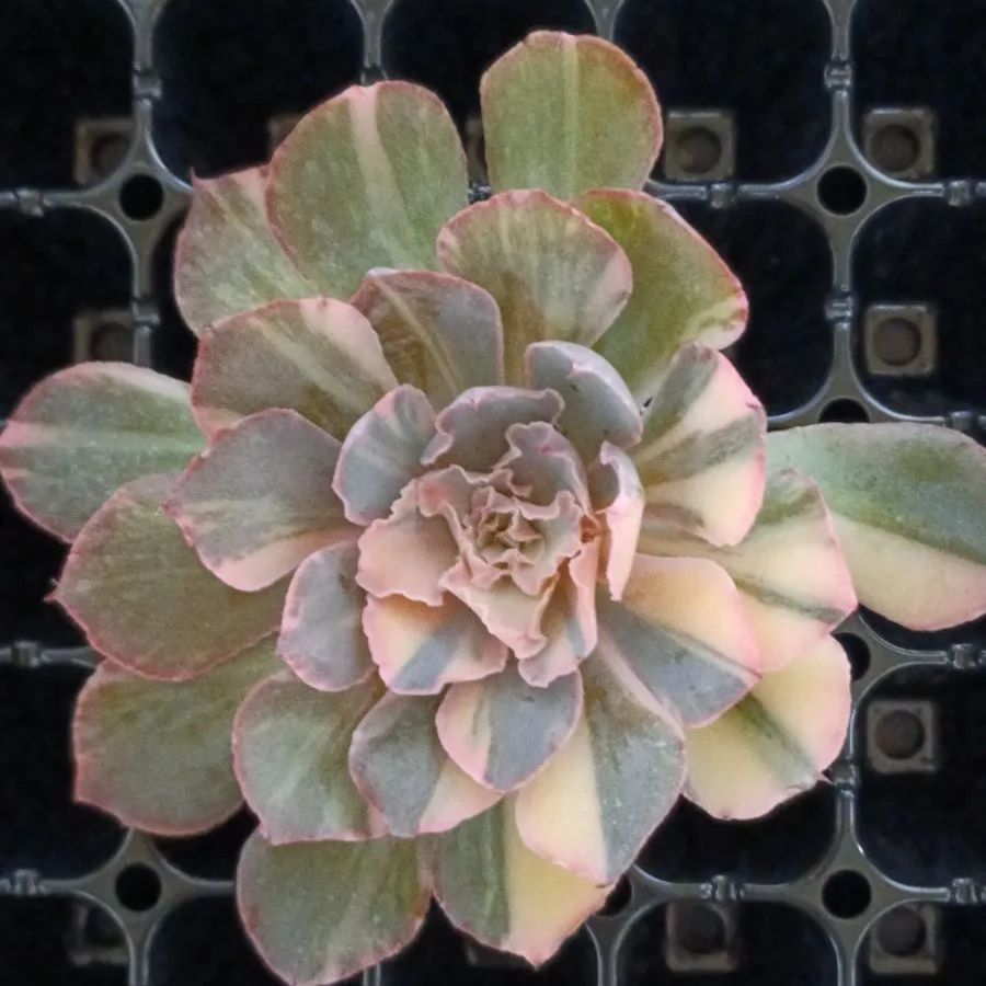 メルカリ便　フィレンツェ錦　韓国苗 メルカリ便 フィレンツェ錦 韓国苗