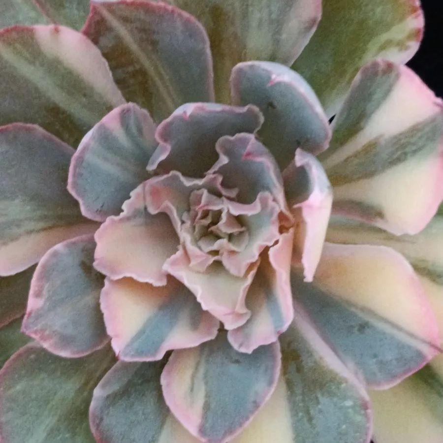 韓国輸入苗 速達付き フィレンツェ錦 ② - メルカリ