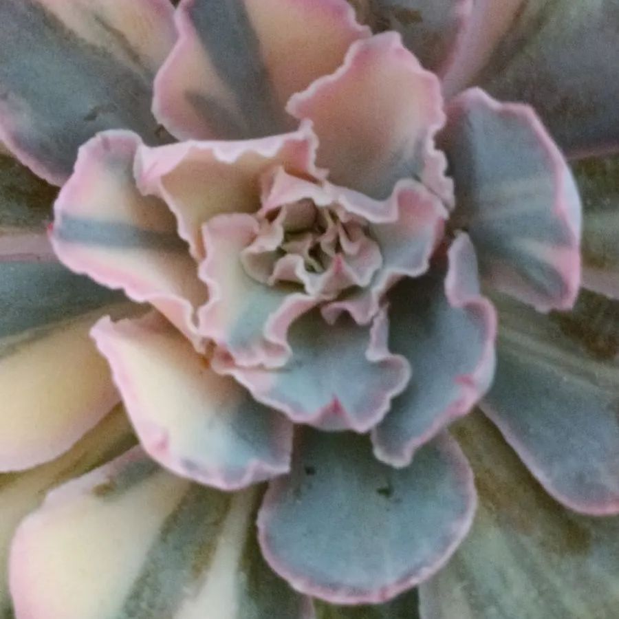 メルカリ便　フィレンツェ錦　韓国苗 韓国輸入苗 速達付き フィレンツェ錦 ② - メルカリ