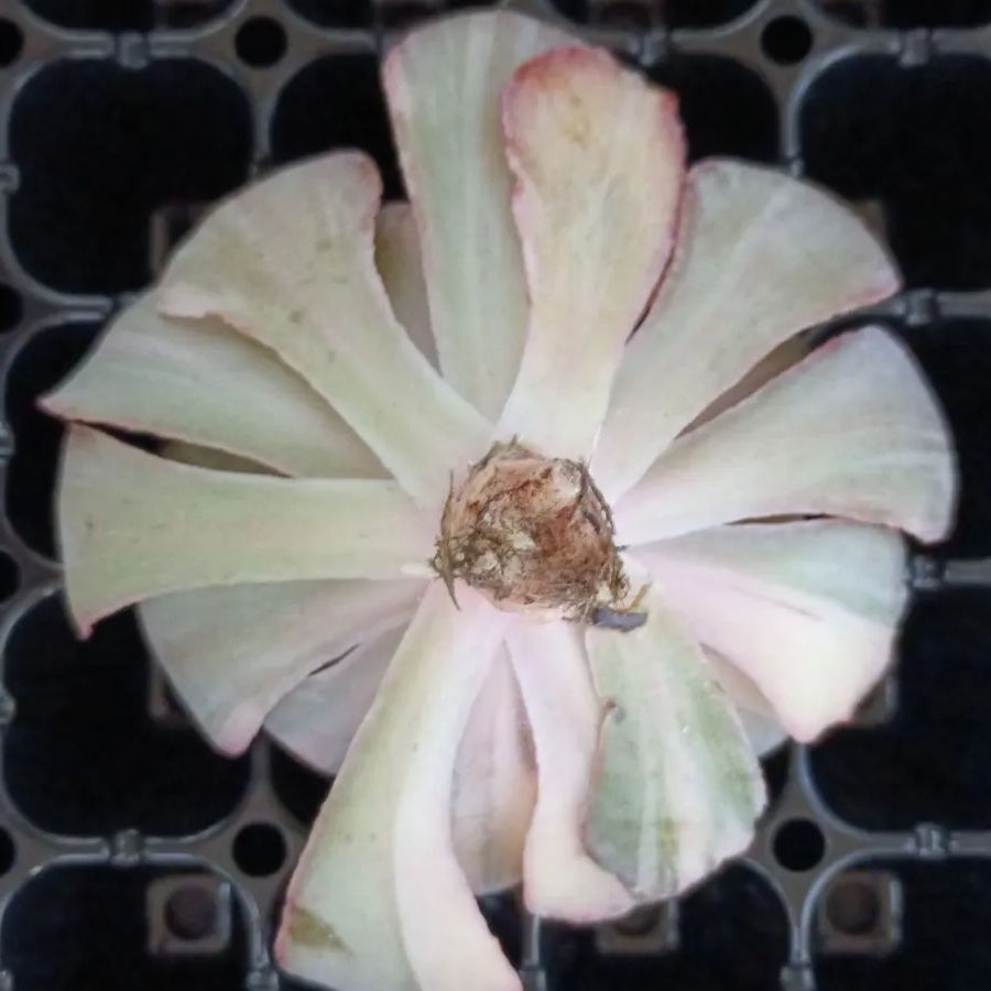 韓国輸入苗 速達付き フィレンツェ錦 ② - メルカリ