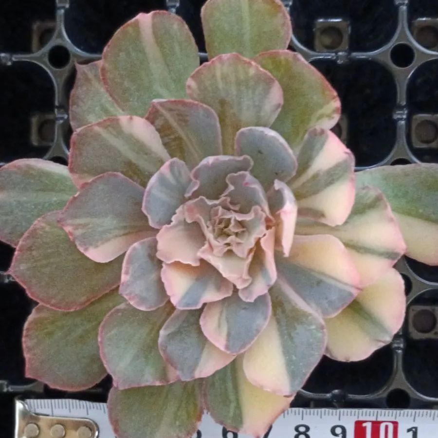 韓国輸入苗 速達付き フィレンツェ錦 ② - メルカリ