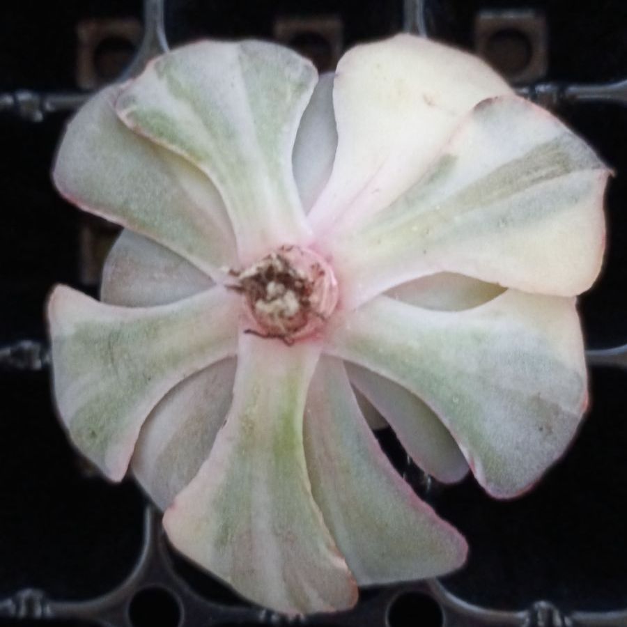 メルカリ便　フィレンツェ錦　韓国苗 韓国輸入苗 速達付き フィレンツェ錦 ① - メルカリ