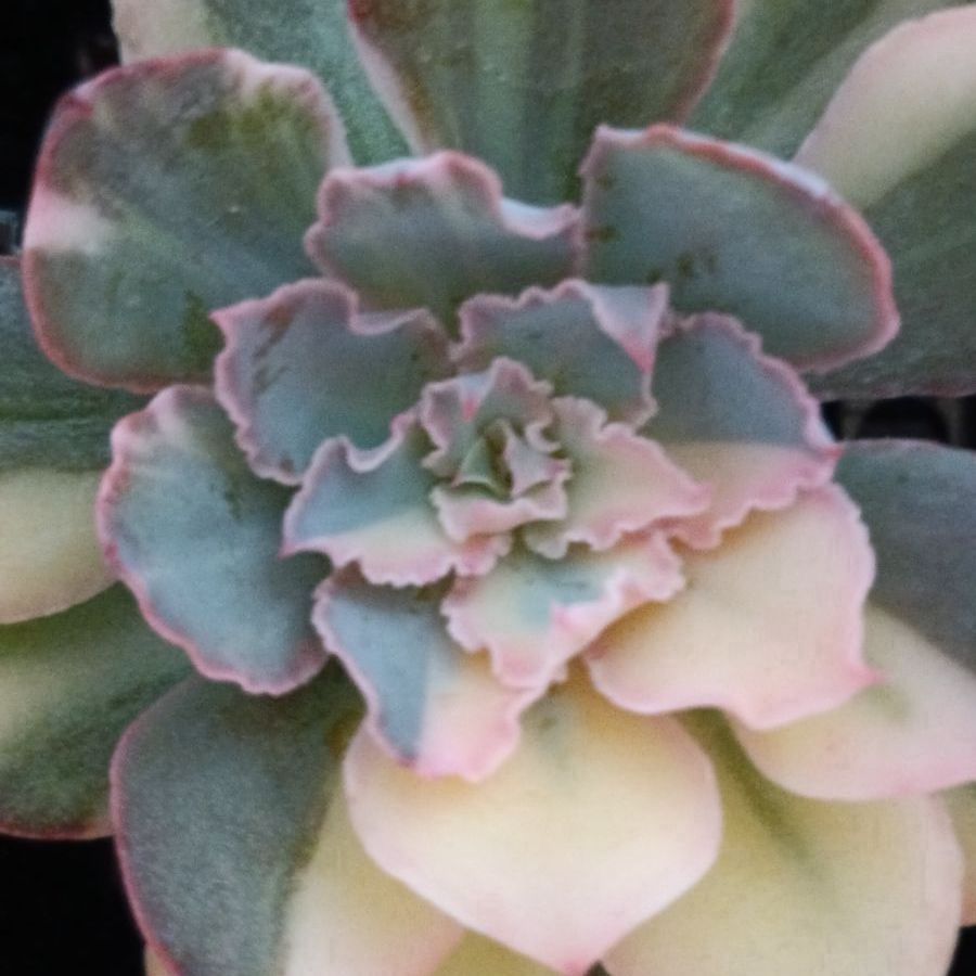 メルカリ便　フィレンツェ錦　韓国苗 韓国輸入苗 速達付き フィレンツェ錦 ① - メルカリ