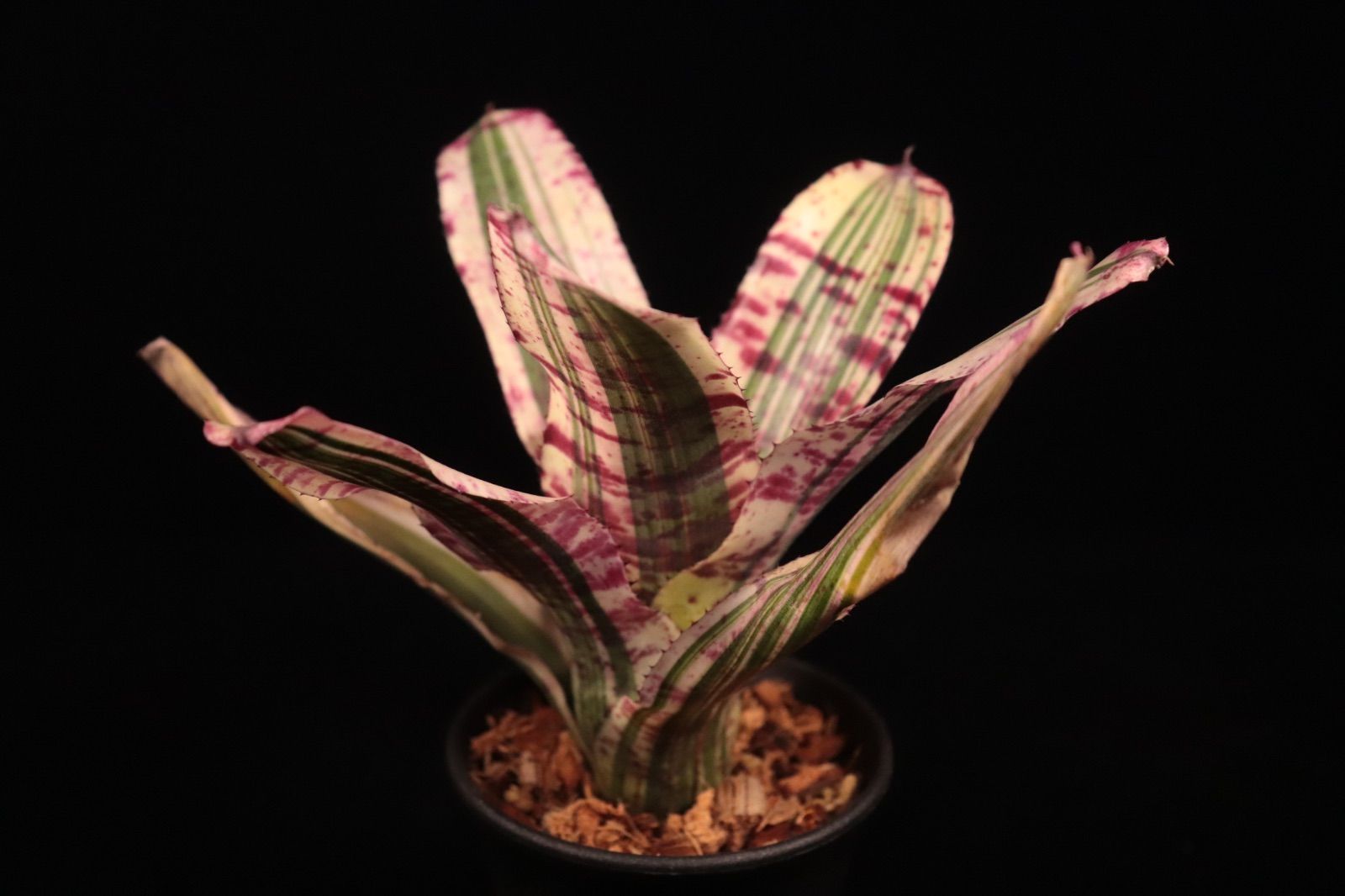 送料無料】Neoregelia 'Hyena'〔ネオレゲリア〕現品発送N0611 /@plane