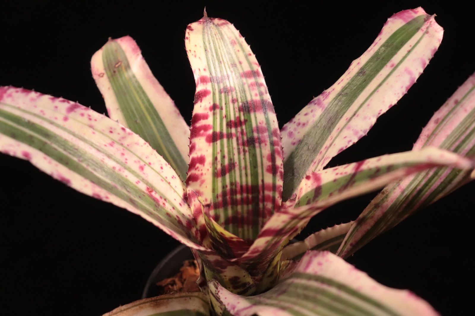 Neoregelia Skotak Hybrid〔ネオレゲリア〕N0602 送料無料】Neoregelia Skotak Hybrid〔ネオレゲリア〕現品発送N0602