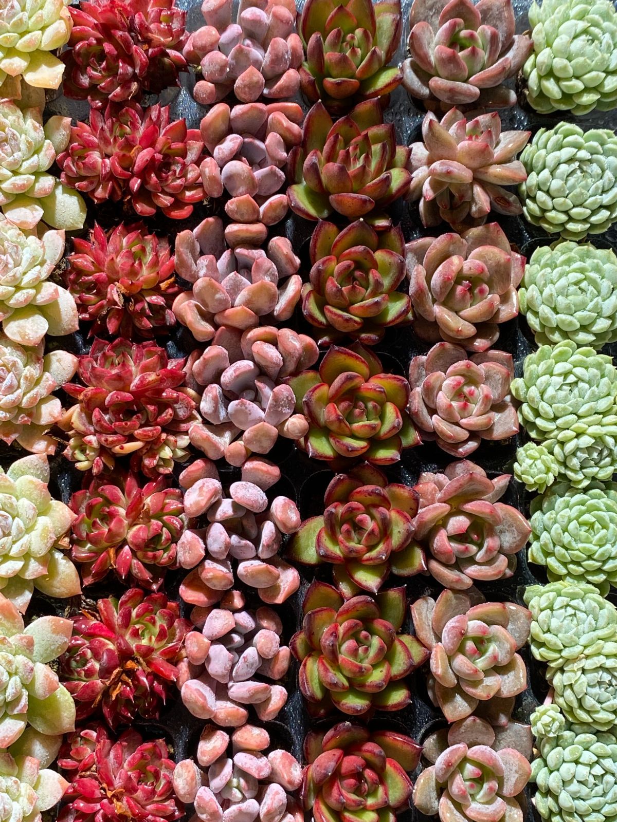 新入荷 15種類セット H234×105苗 土付き 詰め合わせ 多肉植物 15種類の土と根付き105苗セット】多肉植物の大満足パック！佐川