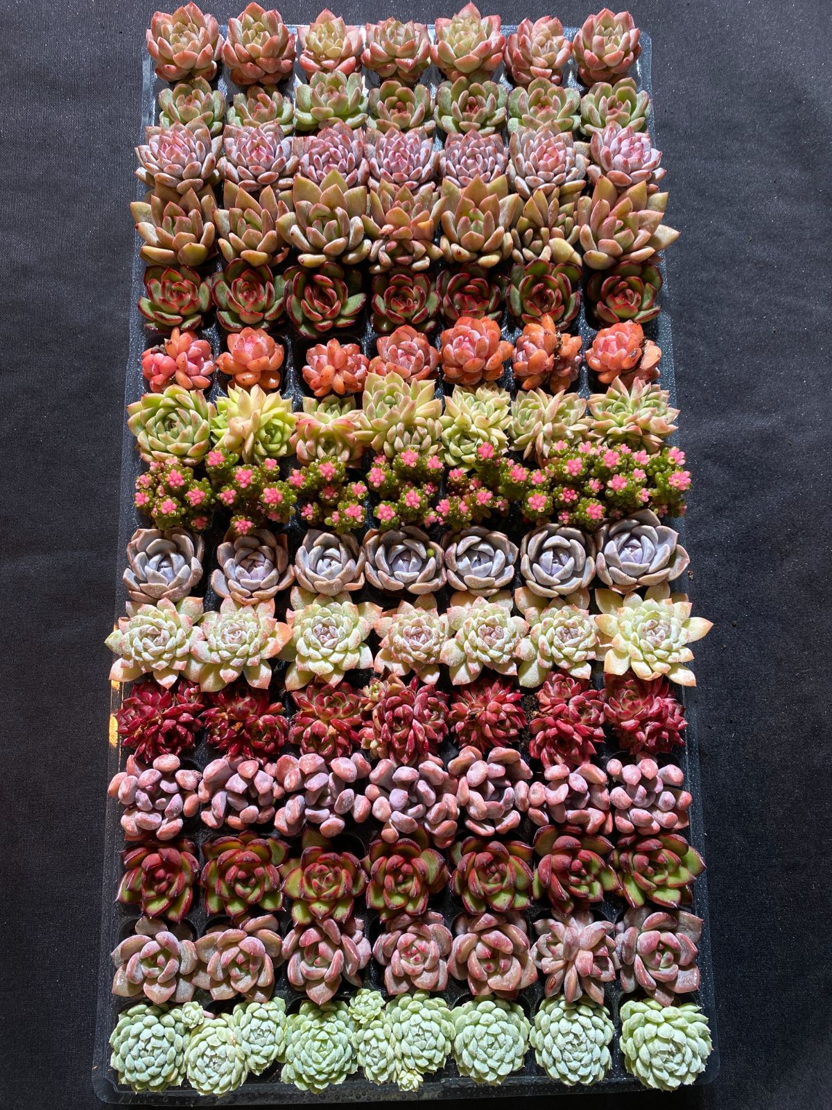 15種類の土と根付き105苗セット】多肉植物の大満足パック！佐川