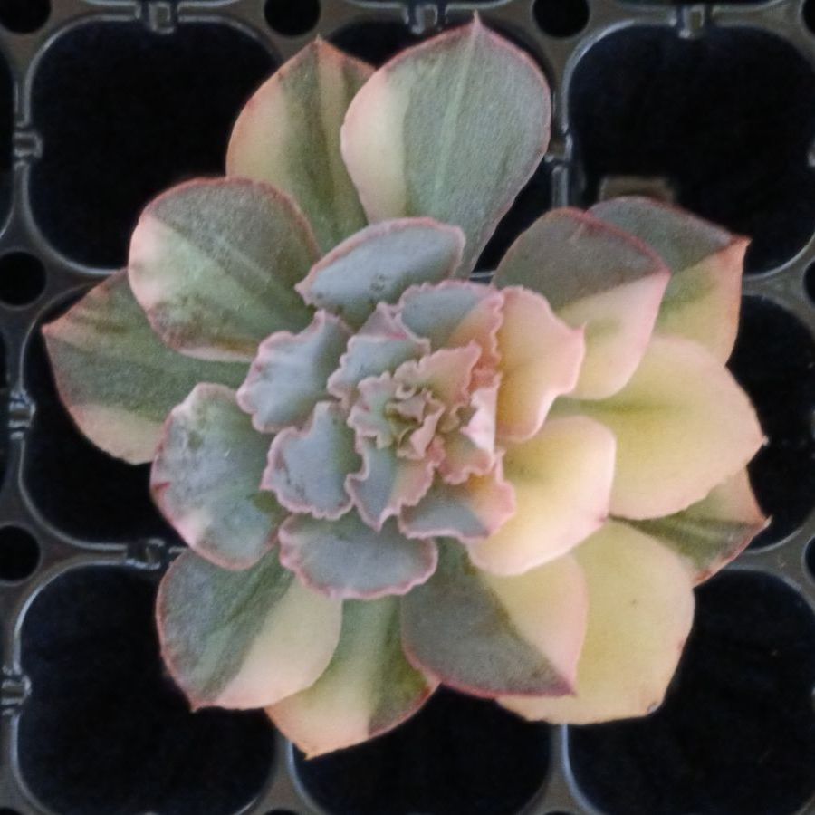 メルカリ便　フィレンツェ錦　韓国苗 韓国輸入苗 速達付き フィレンツェ錦 ① - メルカリ