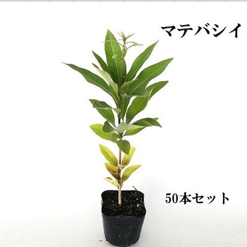 【50本セット】マテバシイ樹高0.3m前後10.5cmポット