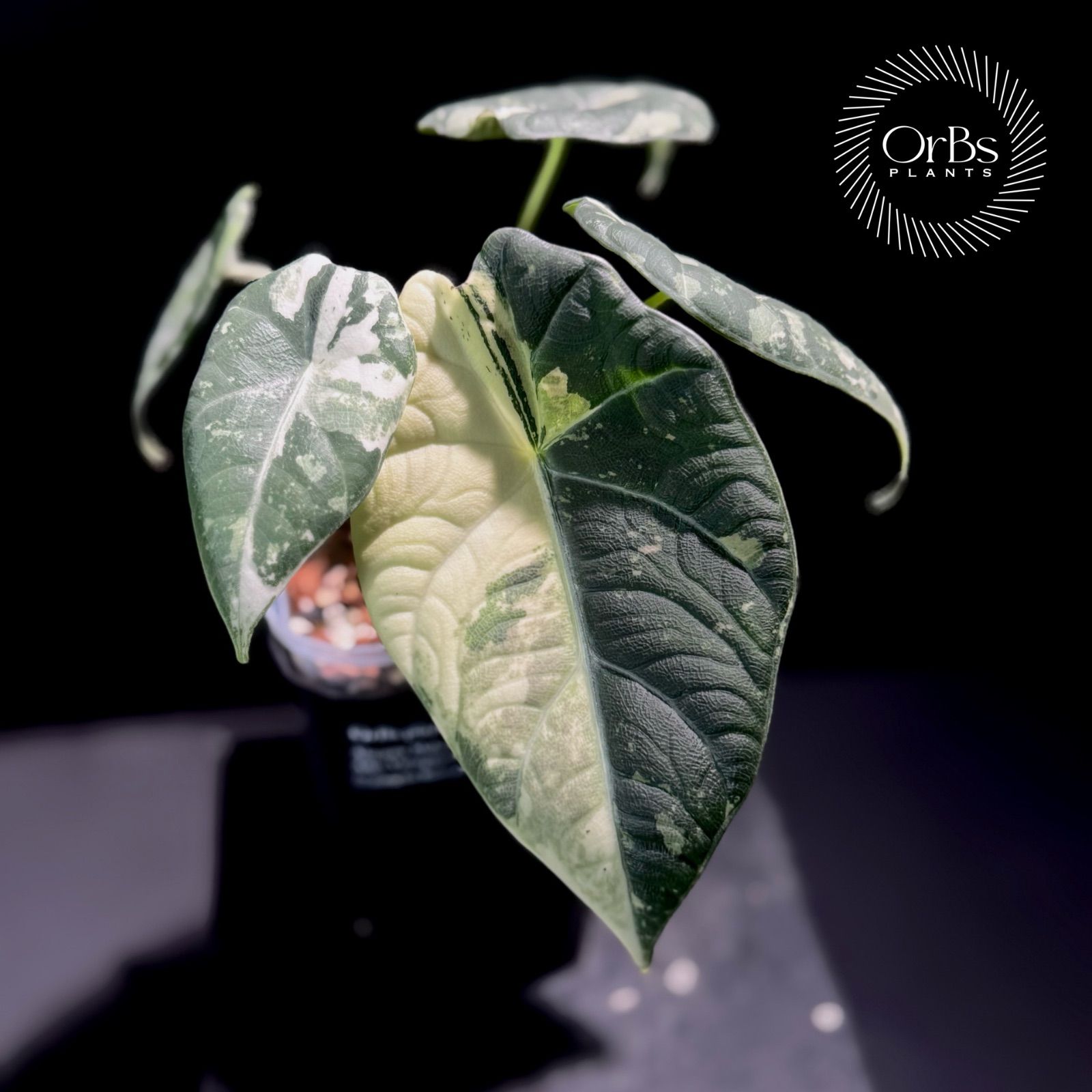 アロカシア マハラニ アルボ斑入り バリエガータ ※鉢のまま発送 - メルカリ