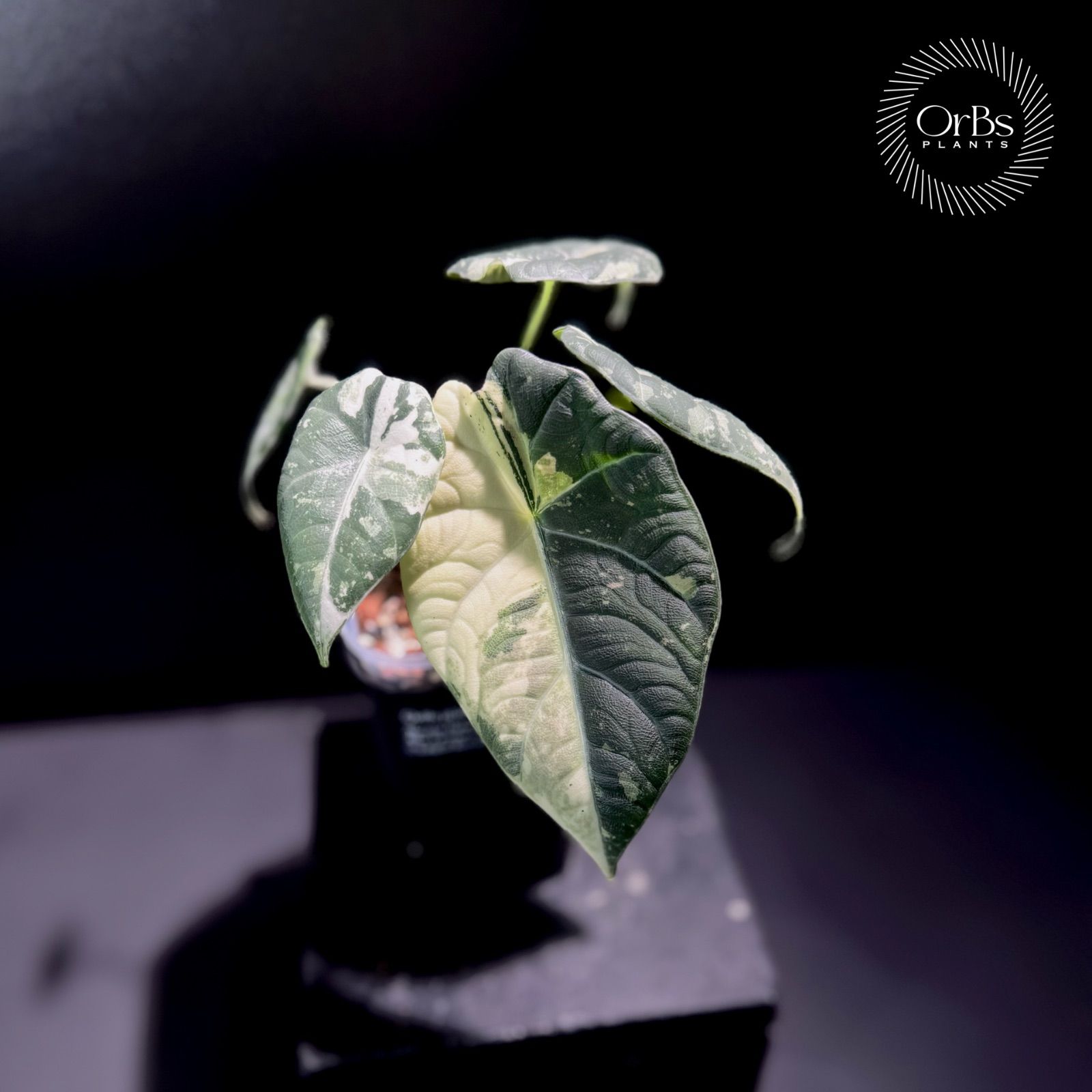 特価出品】アロカシア マハラニ アルボ斑入り ヴァリエガータ ※鉢の