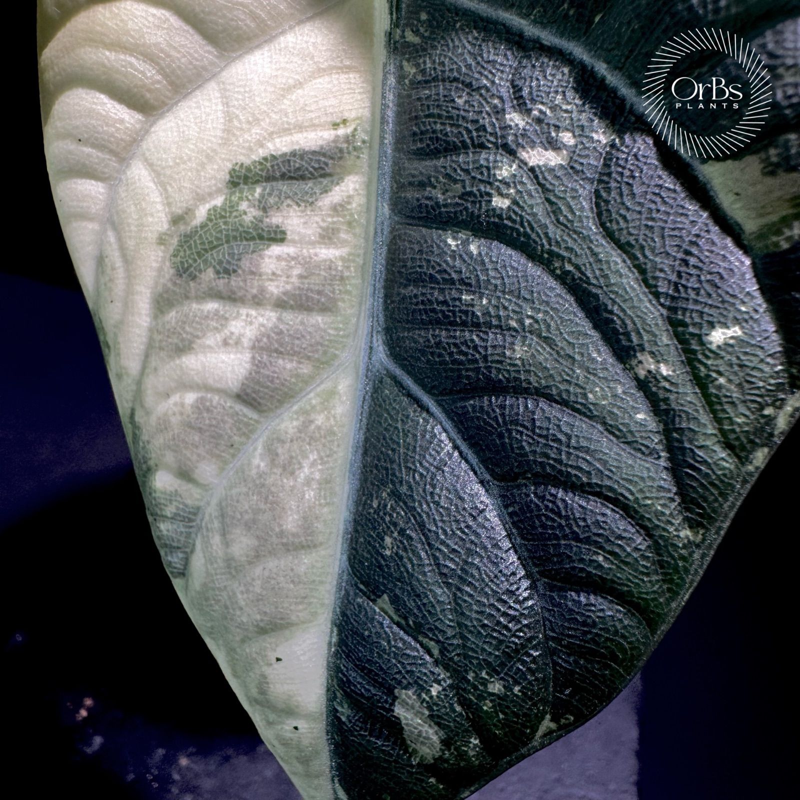 アロカシア マハラニ アルボ斑入り バリエガータ ※鉢のまま発送 - メルカリ