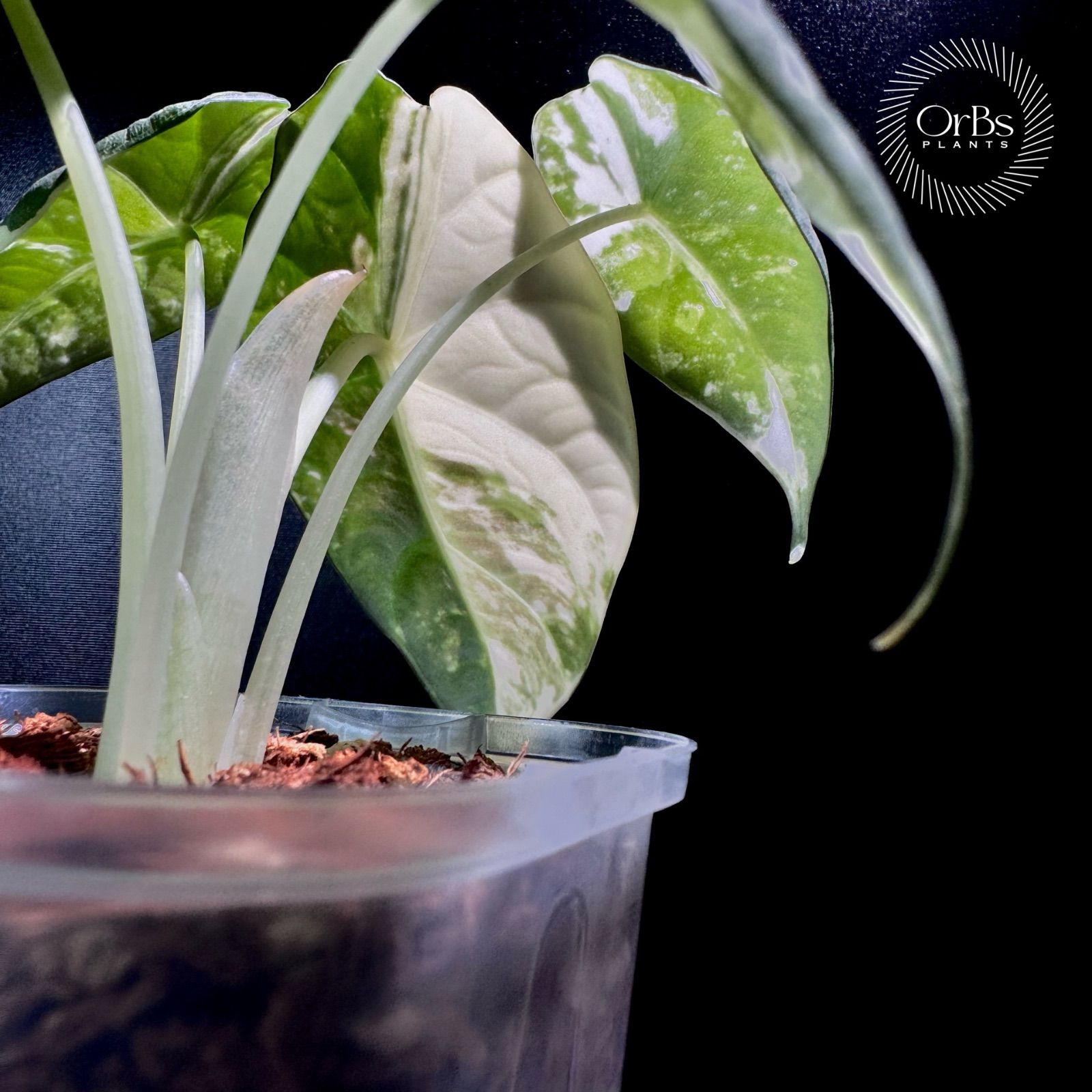 アロカシア マハラニ アルボ斑入り バリエガータ ※鉢のまま発送 - メルカリ