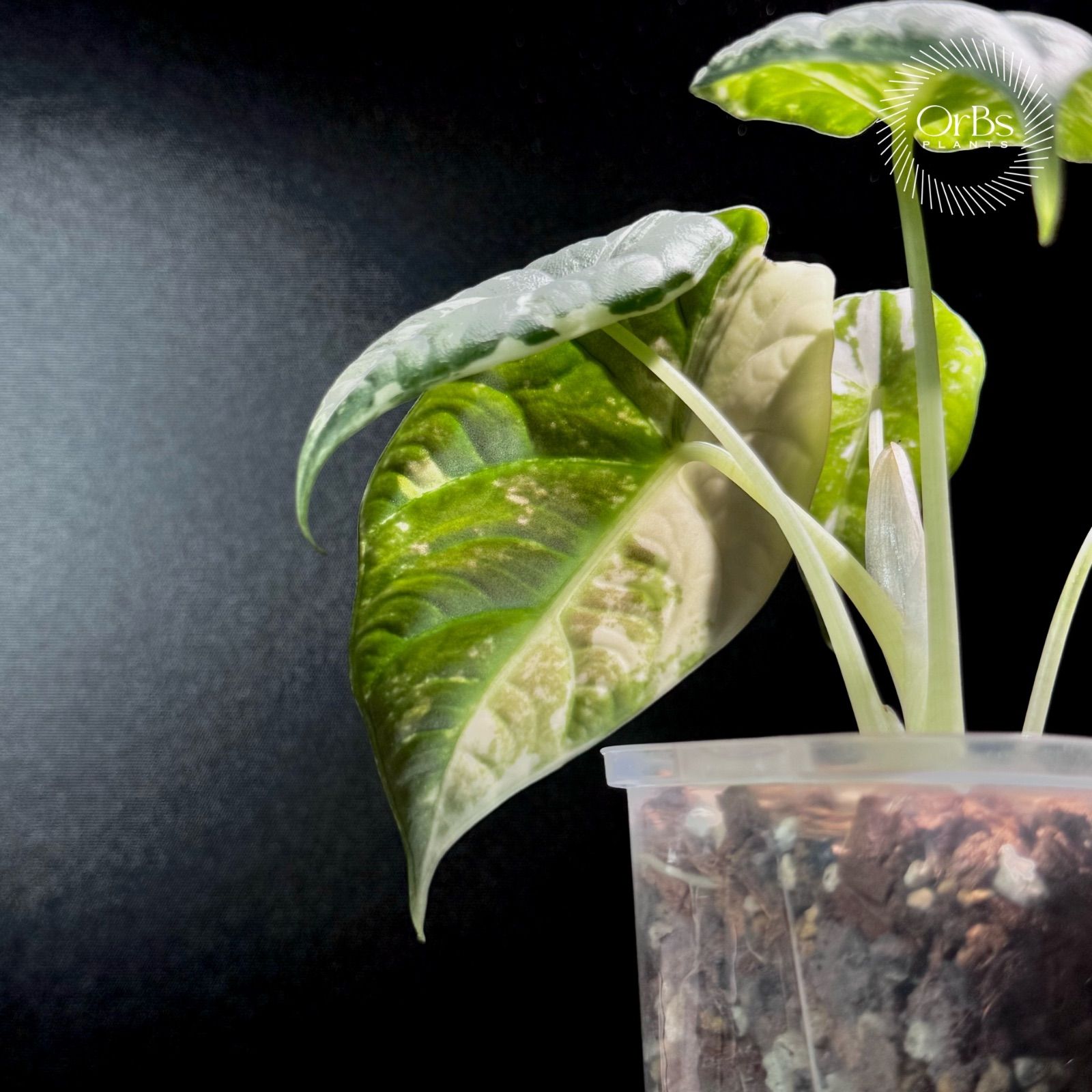 アロカシア マハラニ アルボ斑入り il_fullxfull.6337633540_gswf.jpg